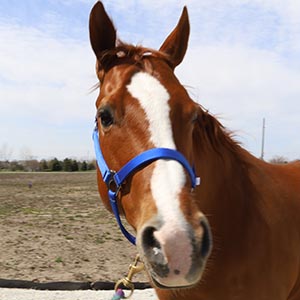 Image of the halter on a horse from the front