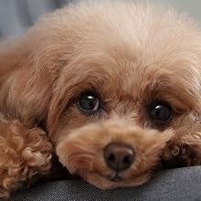 Dual Pixel CMOS AF II