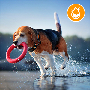 shock collar for dogs