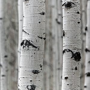 Crazy Skin S-Cool Cream