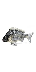 Amazon.co.jp: [S.T.S.G] 鯛 チヌ 魚 クロダイ 黒鯛 置物 置き物