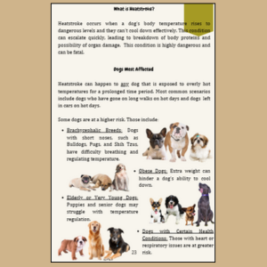 Education for dog owners