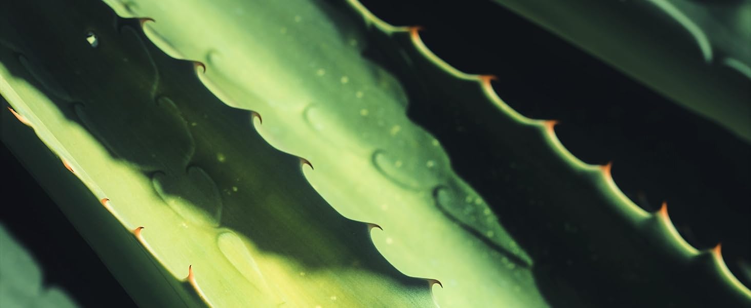 aloe vera