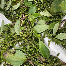 Poivre noir à l'état naturel