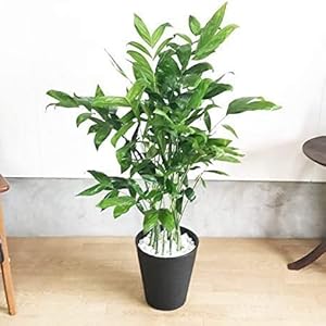 Amazon 高性チャメドレア 観葉植物 本物 ブラックセラアート鉢 ヤシの木 日陰や寒さに強い やしの木 インテリア 観葉植物 オンライン通販