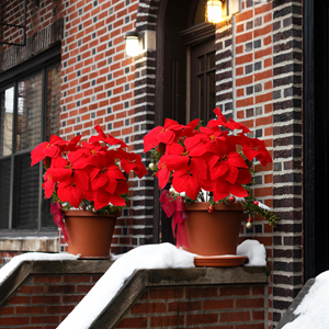 christmas flowers bouquets