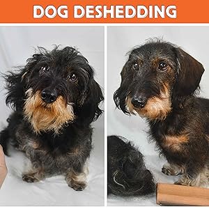 Before and after photo of wirehaired dachshund, with brush
