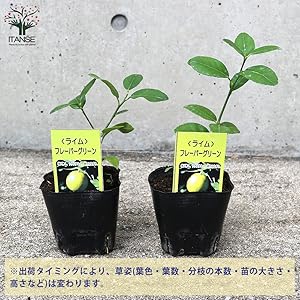 Amazon.co.jp: ライム フレーバーグリーン 9cmポット【品種で