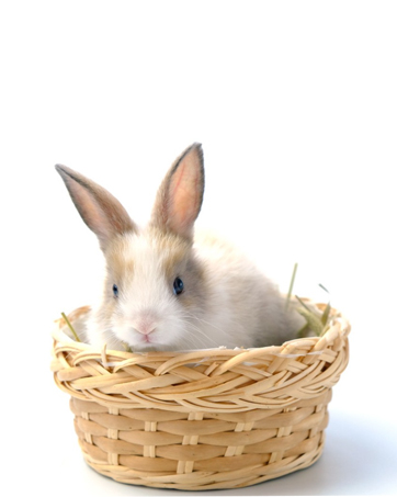 rabbit toys for bunny