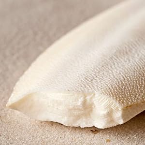 cuttle bone
