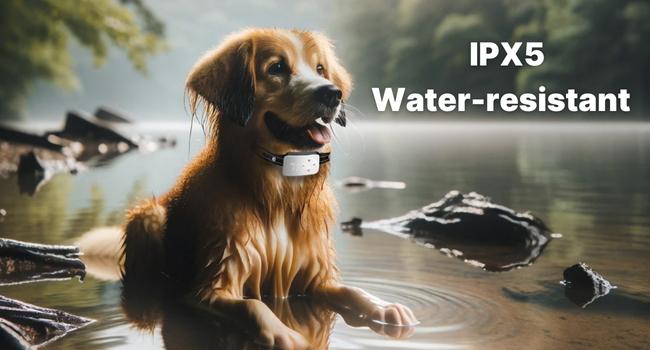 dog collar, dog collars, dog shock collar, dog barking deterrent devices, small dog collar,