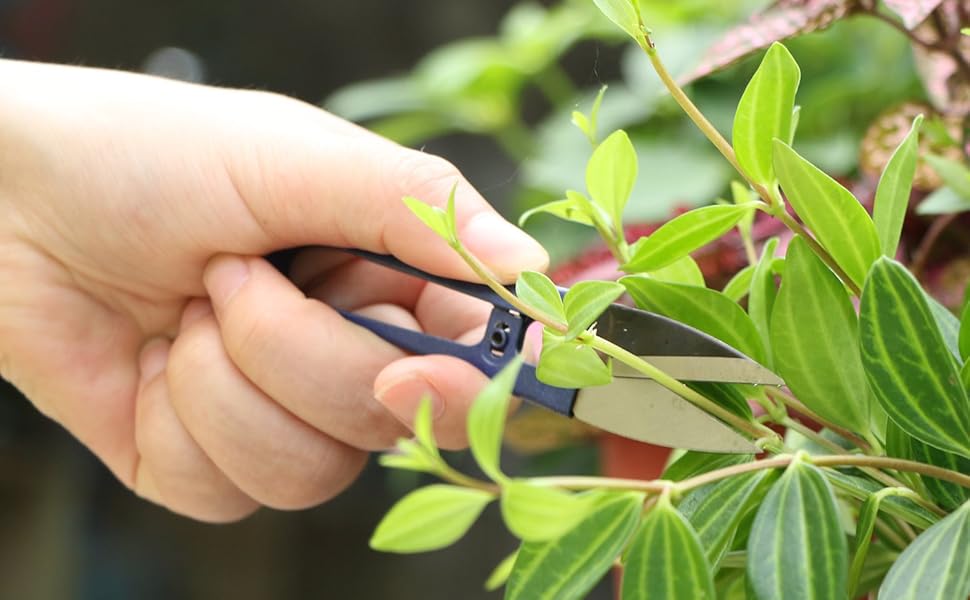 hydroponic plant leaf plant leaf bud leaf bud garden bud garden pruning garden pruning snips pruning