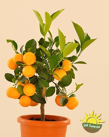 soil sunrise citrus tree brand story