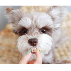 dog ball thrower launcher