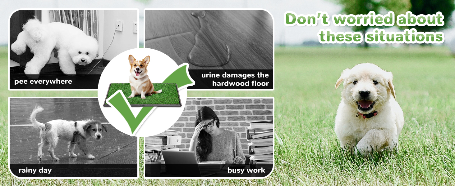 dog potty grass