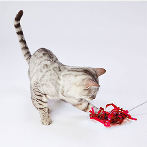 キラキラ⭐️　　花＆猫 Amazon | ペティオ (Petio) 猫用おもちゃ キラキラパレード