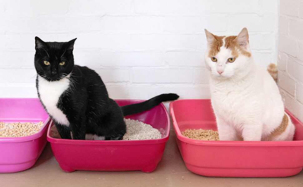 Amazon.co.jp: nekozuki 猫 尿検査 キット おしっことるよ 試験