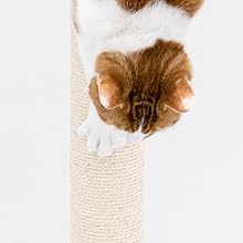 Katze auf einem Kratzbaum