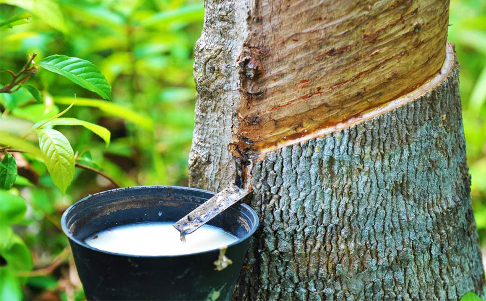 natural rubber