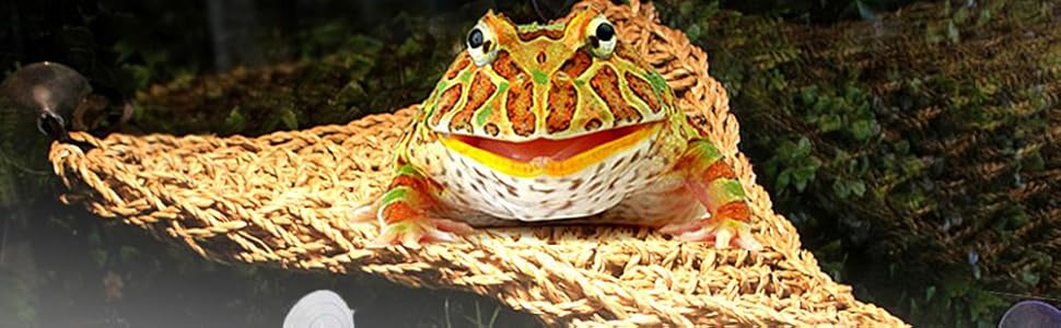 eine Nahaufnahme eines Frosches
