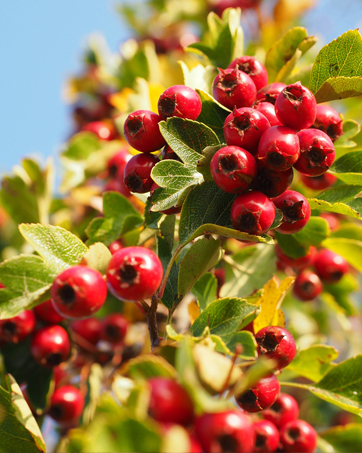 hawthorn