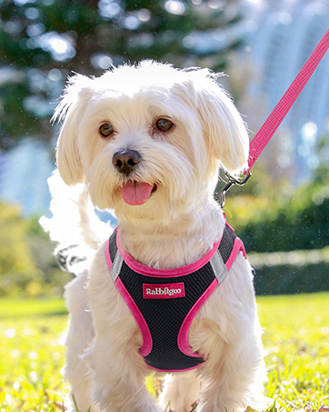 rabbitgoo dog harness