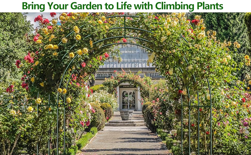 plant climbing arbor arch