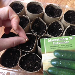 planting seeds in toilet paper rolls with dirt