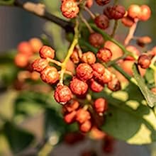 slimming patch for stomach