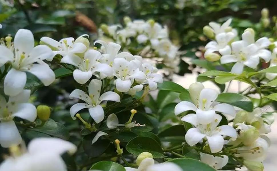 Green view " kaminiMadhu Exotica Kamini All Time White Flower Plant