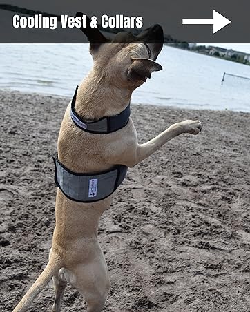 Dog wearing CoolerDog Vest and Collar