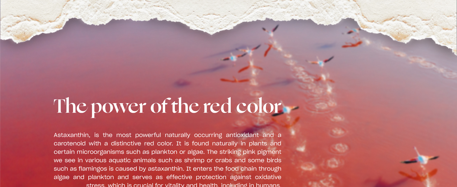 Ganoderma Reishi, Reishi Mushroom Sleep, Reishi Neo, Reishi Hawlik, Fungo Reishi, Life Cykel Reishi