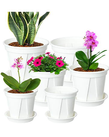 Plant Pot