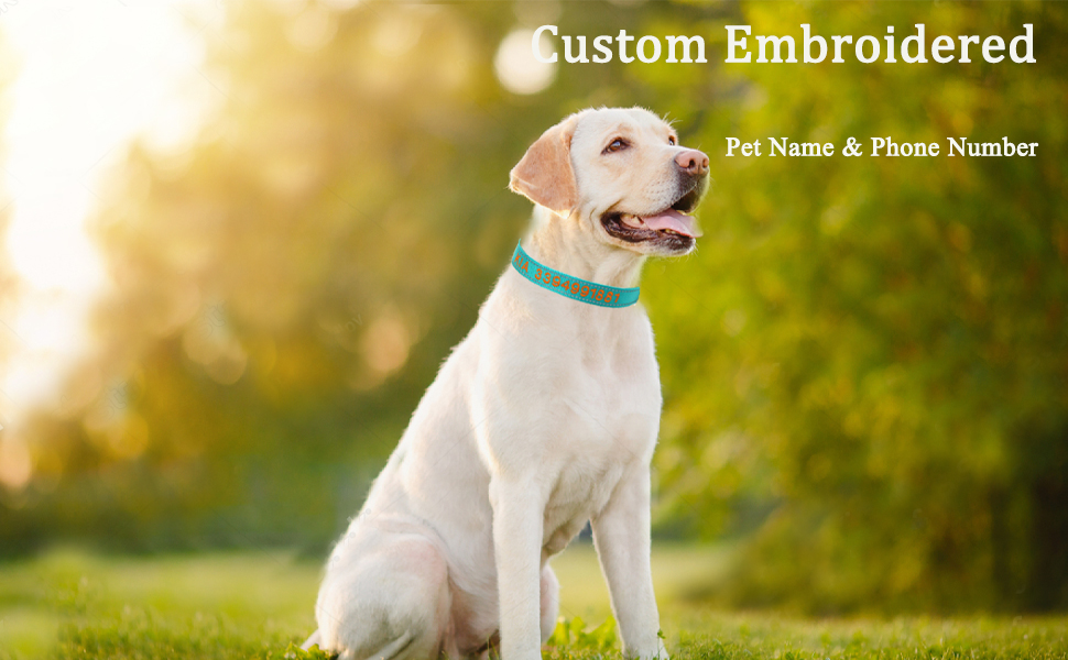Rising paw Personalized Dog Collar, Custom Embroidered Pet