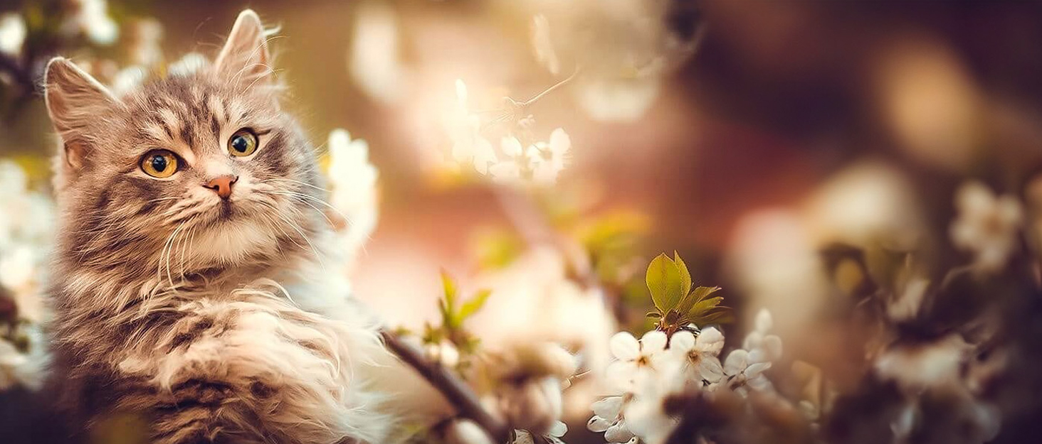 Cat Fountain Suitable for Multiple Pets