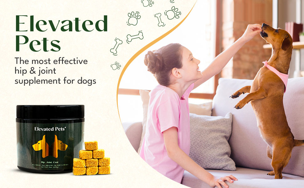 Girl kneeling next to couch giving treats to small dog standing on hind legs on couch