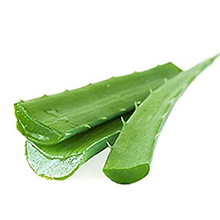 aloe-vera