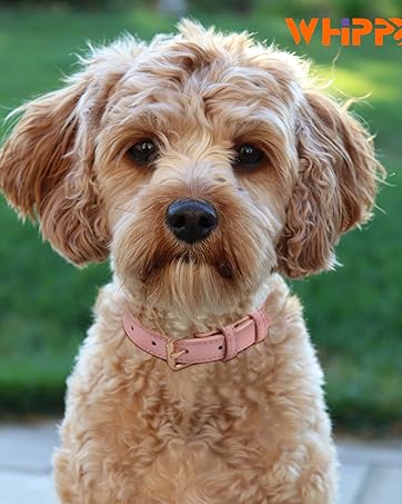 dog collar (2)