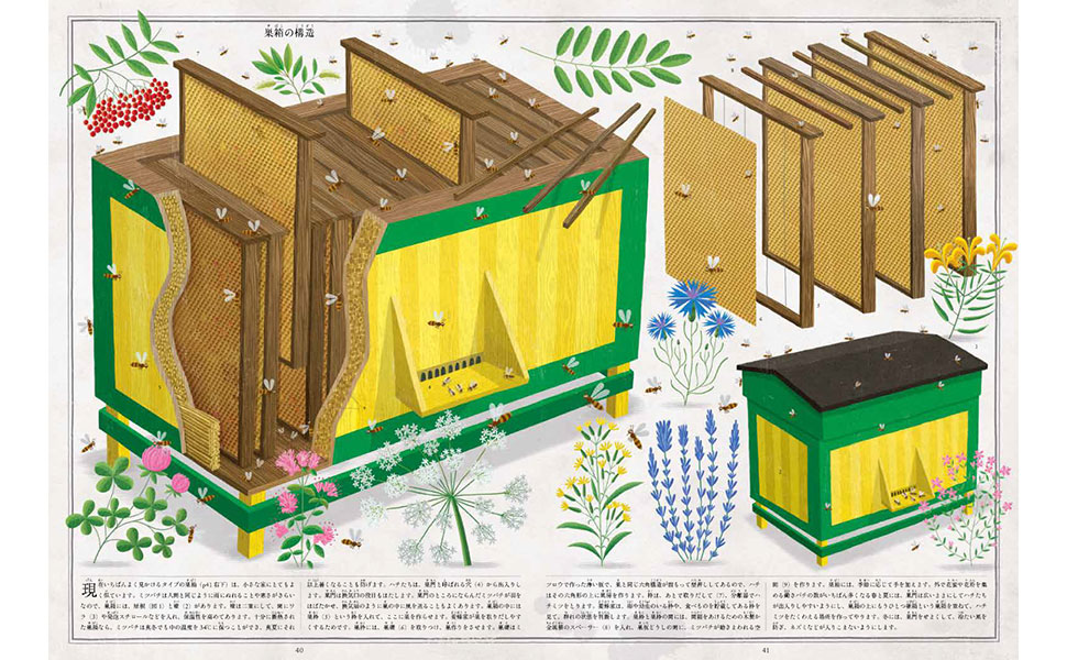 Amazon.co.jp: ミツバチのはなし (児童書) : ピョトル・ソハ