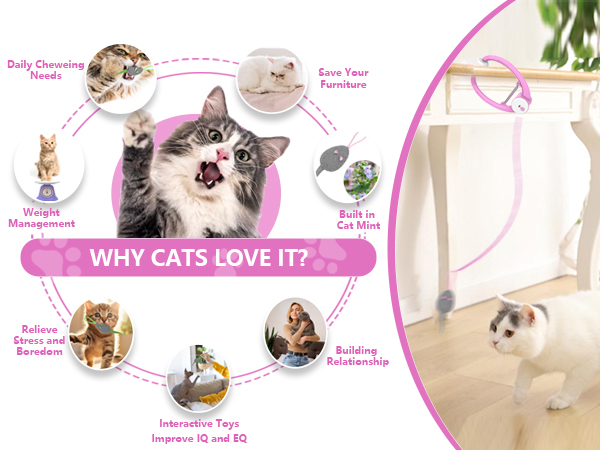 interactive cat toy