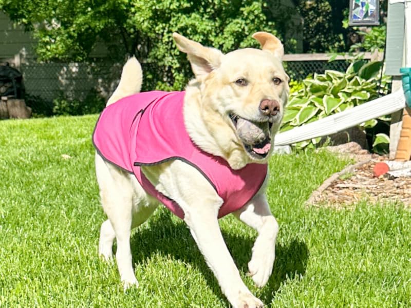 Having fun with dogzstuff dog cooling vest