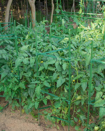 tomato-stakes