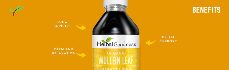 Mullein Leaf health benefits