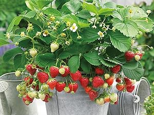 Amazon.co.jp: すずなりいちご9cmポット苗/3個セット+いちごの