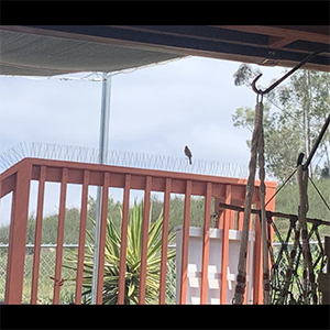 Cerf-Volant Anti-Oiseaux - Épouvantail à Oiseaux Extensible - Dragon Faucon Volant - Pour Oiseaux Pour Jardin Et Ferme 13