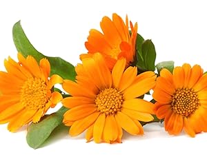 Calendula