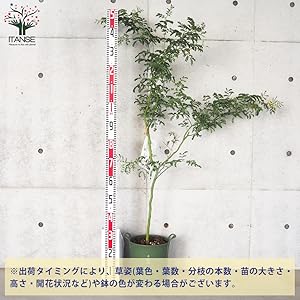 アカシア　スペクタビリス　大苗　来春開花株　1鉢限り　在庫なし アカシア スペクタビリス 苗 通販 苗木部 By 花ひろばオンライン