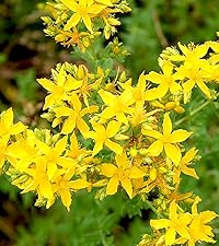 Amazon.co.jp: セントジョーンズワート【ハーブ苗9cmポット/3個