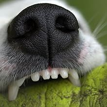 pet teeth