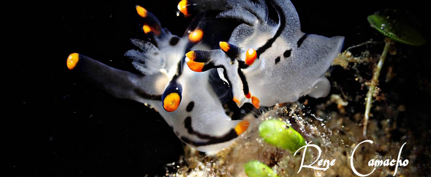 OrcaTorch D710V Professional Underwater Video Light